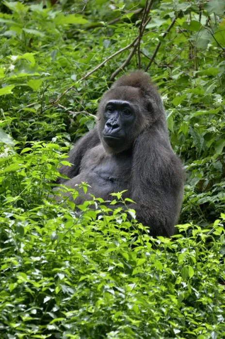 Framed Print : Western Lowland Gorilla -Gorilla gorilla-, Cameroon, Central Africa, Africa Framed Print : Western Lowland Gorilla -Gorilla gorilla-, Cameroon, Central Africa, Africa