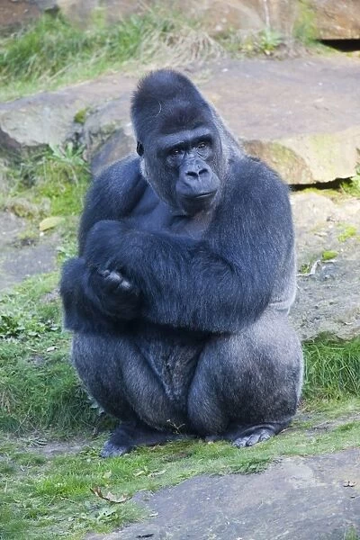 Western Lowland Gorilla (Gorilla gorilla gorilla), male adult, Apenheul Primate Park, Apeldoorn, Netherlands, Europe