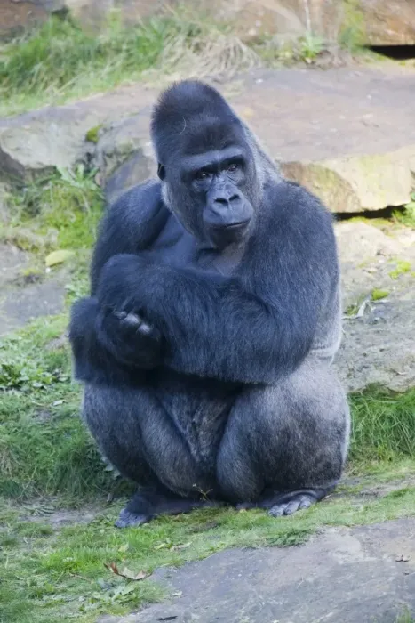 Framed Print : Western Lowland Gorilla (Gorilla gorilla gorilla), male adult, Apenheul Primate Park, Apeldoorn, Netherlands, Europe Framed Print : Western Lowland Gorilla (Gorilla gorilla gorilla), male adult, Apenheul Primate Park, Apeldoorn, Netherlands, Europe