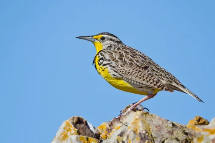 Framed Print : Western Meadowlark Framed Print : Western Meadowlark