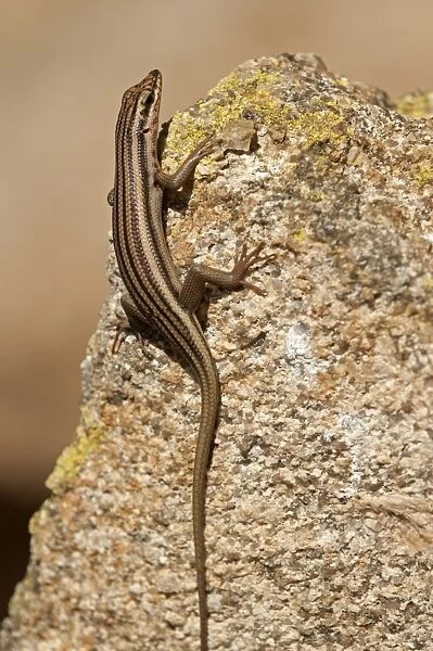 Western Rock Skink -Trachylepis sulcata-, Goegap Nature Reserve, Namaqualand, South Africa, Africa