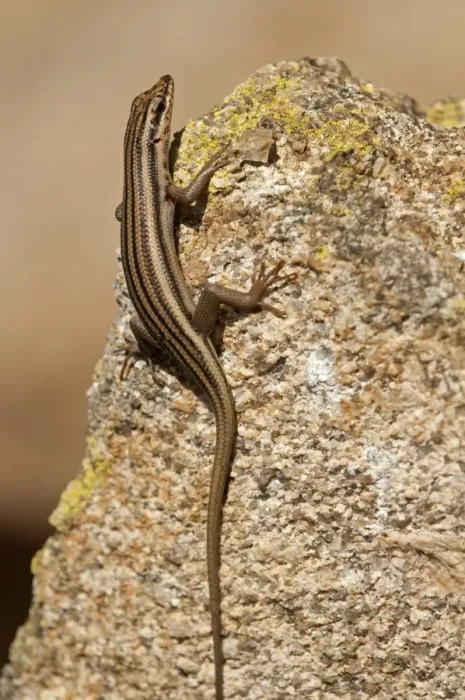 Framed Print : Western Rock Skink -Trachylepis sulcata-, Goegap Nature Reserve, Namaqualand, South Africa, Africa