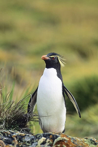Western Rockhopper Penguin -Eudyptes chrysocome-, Falkland Islands, South America, Subantarctic