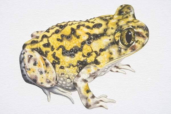 Western Spadefoot Toad (Scaphiopus hammondi), yellow with black speckles, side view
