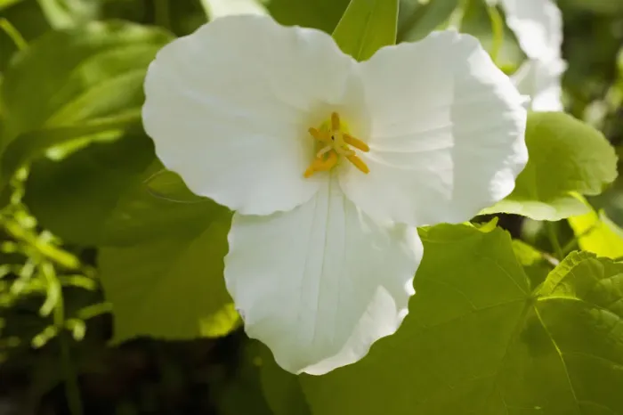 Framed Print : Western Wake Robin, Pacific Trillium or Western White Trillium -Trillium ovatum-, flower, Quebec Province, Canada Framed Print : Western Wake Robin, Pacific Trillium or Western White Trillium -Trillium ovatum-, flower, Quebec Province, Canada
