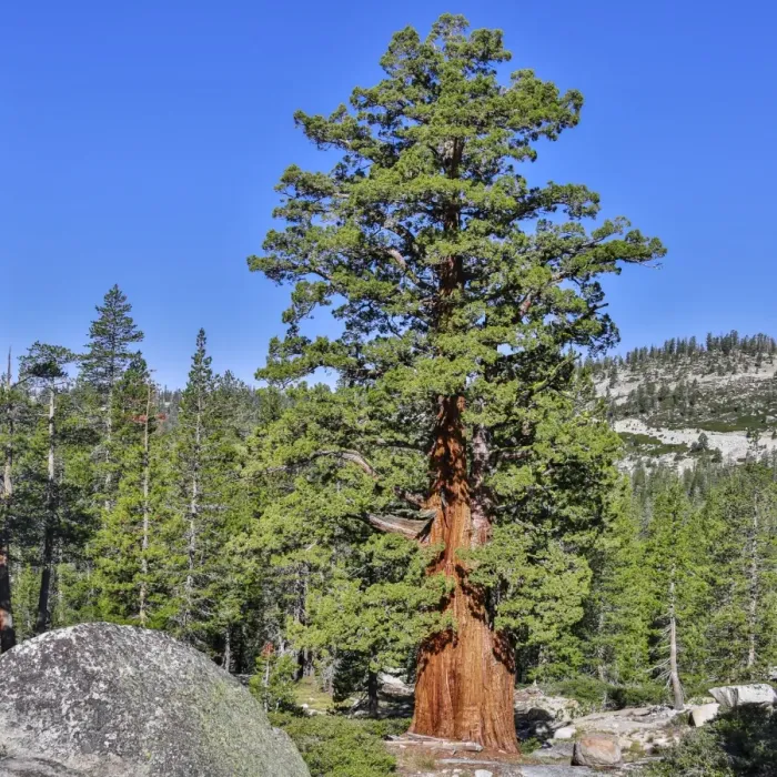 Framed Print : Western White Pine -Pinus monticola-, Yosemite National Park, California, United States Framed Print : Western White Pine -Pinus monticola-, Yosemite National Park, California, United States