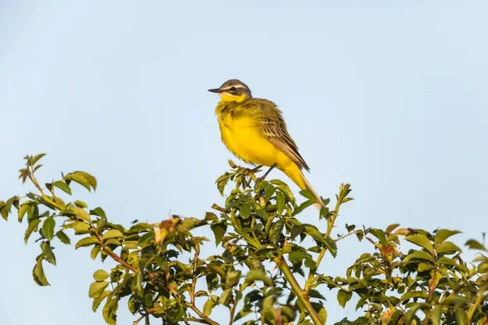 Framed Print : Western Yellow Wagtail -Motacilla flava- in breeding plumage, perched on a shrub, Seewinkel, Burgenland, Austria Framed Print : Western Yellow Wagtail -Motacilla flava- in breeding plumage, perched on a shrub, Seewinkel, Burgenland, Austria