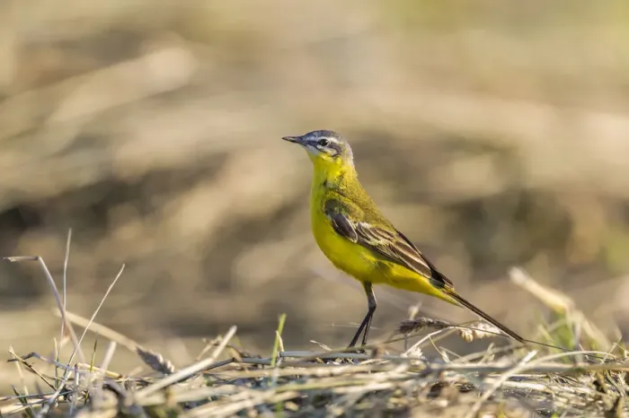Framed Print : Western Yellow Wagtail -Motacilla flava- in breeding plumage, Seewinkel, Burgenland, Austria