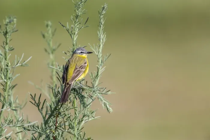 Framed Print : Western Yellow Wagtail -Motacilla flava- in breeding plumage, perched on a shrub, Seewinkel, Burgenland, Austria Framed Print : Western Yellow Wagtail -Motacilla flava- in breeding plumage, perched on a shrub, Seewinkel, Burgenland, Austria