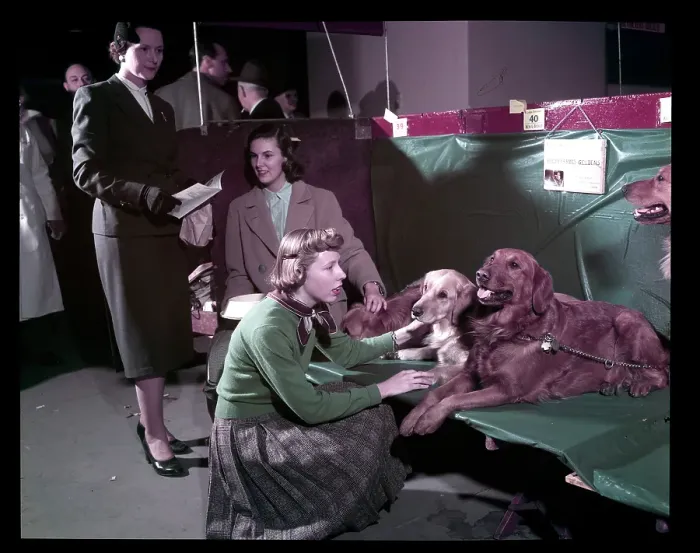 Framed Print : WESTMINSTER DOG SHOW 1957 Framed Print : WESTMINSTER DOG SHOW 1957