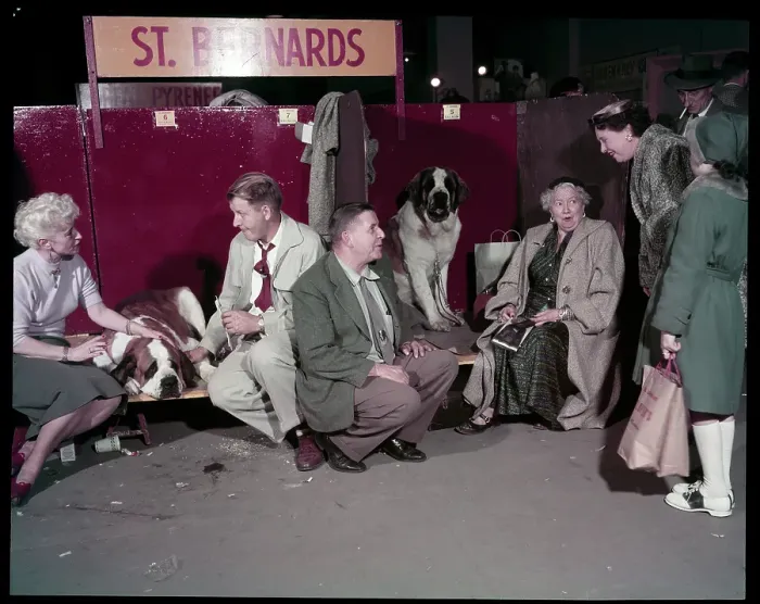 Framed Print : WESTMINSTER DOG SHOW 1957