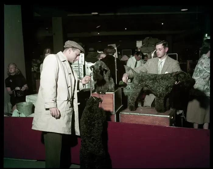 Framed Print : WESTMINSTER DOG SHOW 1957