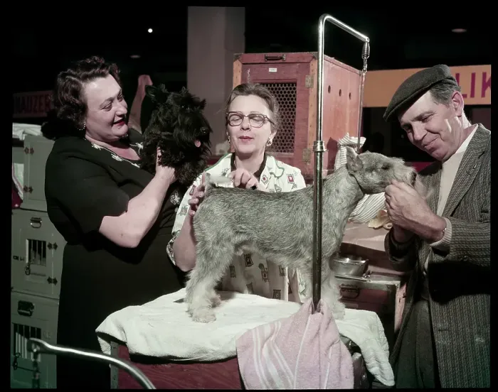 Framed Print : WESTMINSTER DOG SHOW 1957