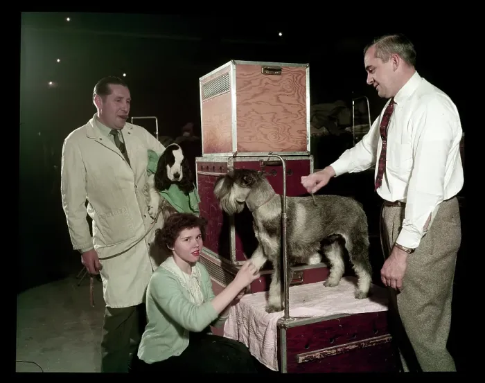 Framed Print : WESTMINSTER DOG SHOW 1957 Framed Print : WESTMINSTER DOG SHOW 1957