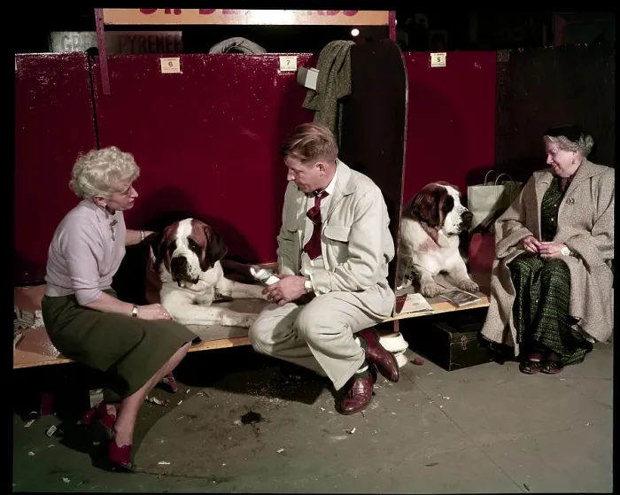 Framed Print : WESTMINSTER DOG SHOW 1957 Framed Print : WESTMINSTER DOG SHOW 1957