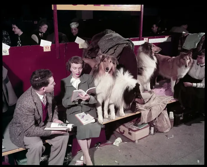Framed Print : WESTMINSTER DOG SHOW 1957