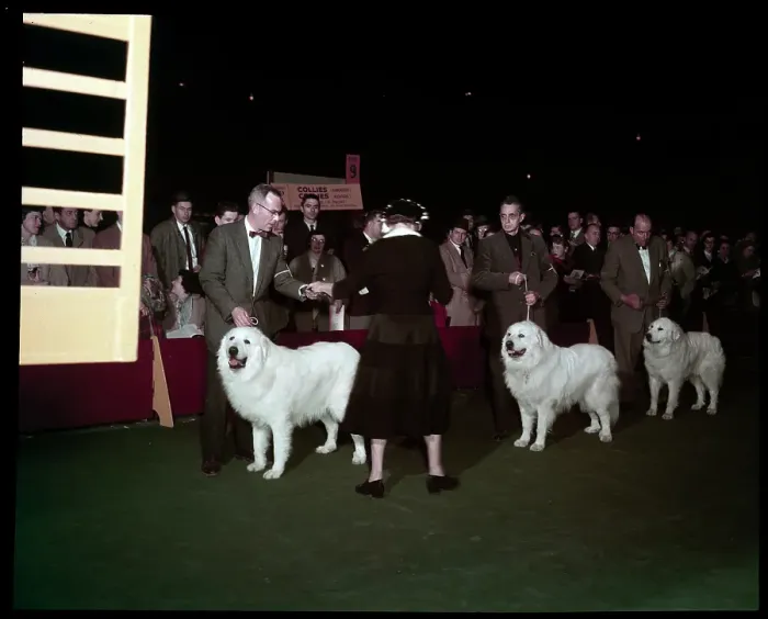 Framed Print : WESTMINSTER DOG SHOW 1957 Framed Print : WESTMINSTER DOG SHOW 1957