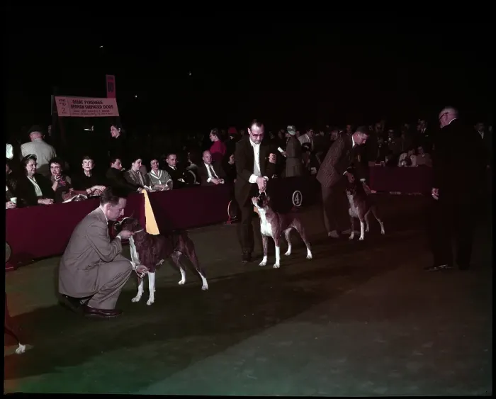 Framed Print : WESTMINSTER DOG SHOW 1957 Framed Print : WESTMINSTER DOG SHOW 1957