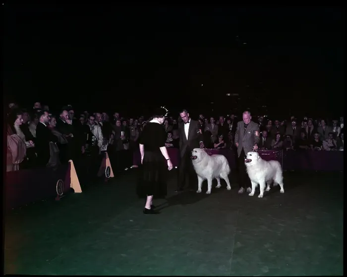 Framed Print : WESTMINSTER DOG SHOW 1957