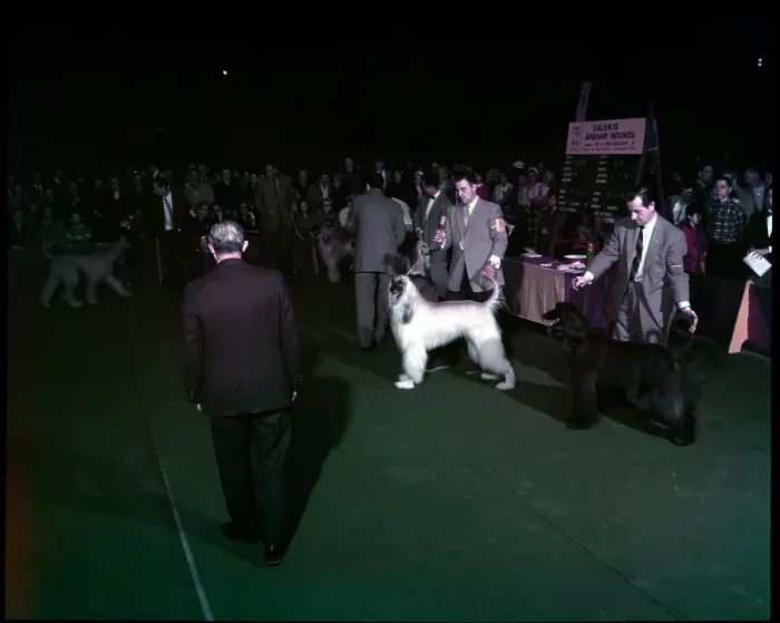 Framed Print : WESTMINSTER DOG SHOW 1957 Framed Print : WESTMINSTER DOG SHOW 1957