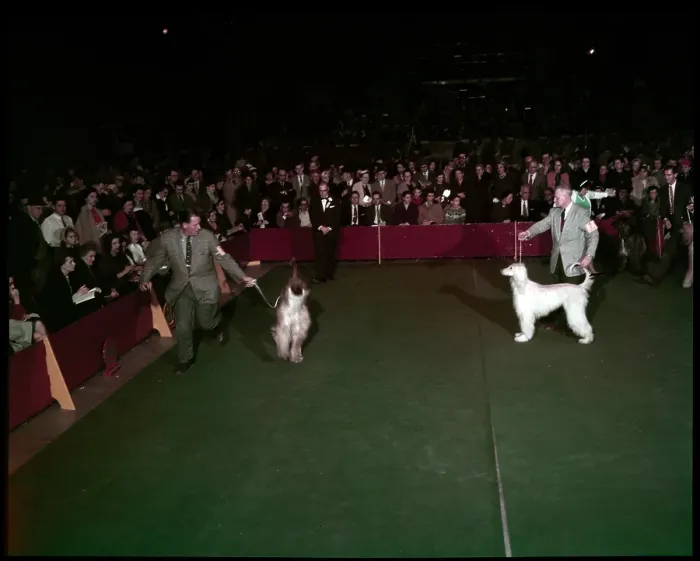 Framed Print : WESTMINSTER DOG SHOW 1957