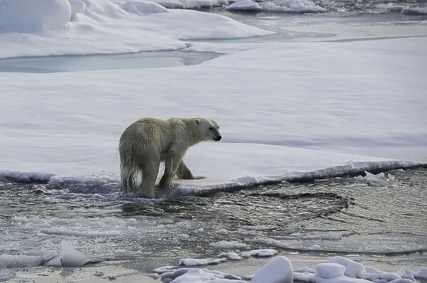 Wet Feet. Polar bear exiting the water as it moves from ice floe to ice floe