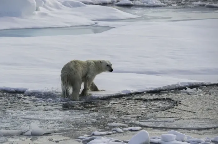 Framed Print : Wet Feet. Polar bear exiting the water as it moves from ice floe to ice floe Framed Print : Wet Feet. Polar bear exiting the water as it moves from ice floe to ice floe