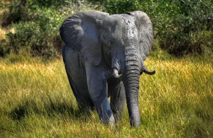 Framed Print : A Wet And Muddy Kruger Elephant, Kruger National Park, South Africa n Framed Print : A Wet And Muddy Kruger Elephant, Kruger National Park, South Africa n