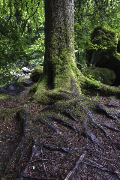 Wet tree trunk and green moss in a forest close-up