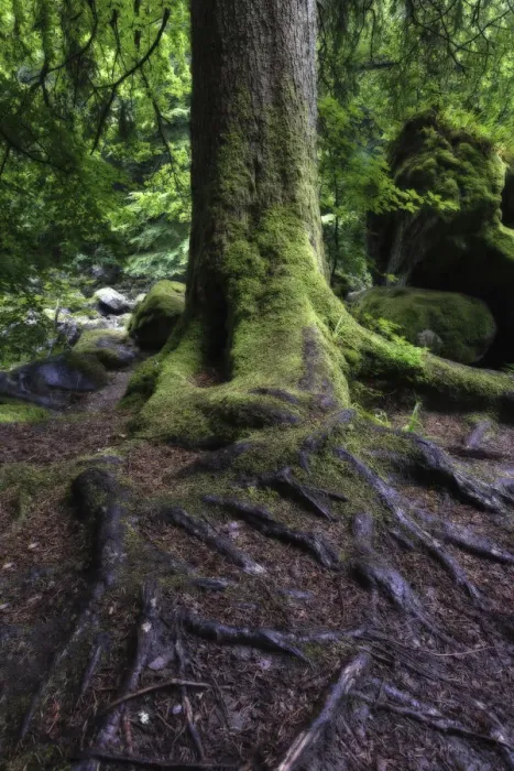 Framed Print : Wet tree trunk and green moss in a forest close-up Framed Print : Wet tree trunk and green moss in a forest close-up