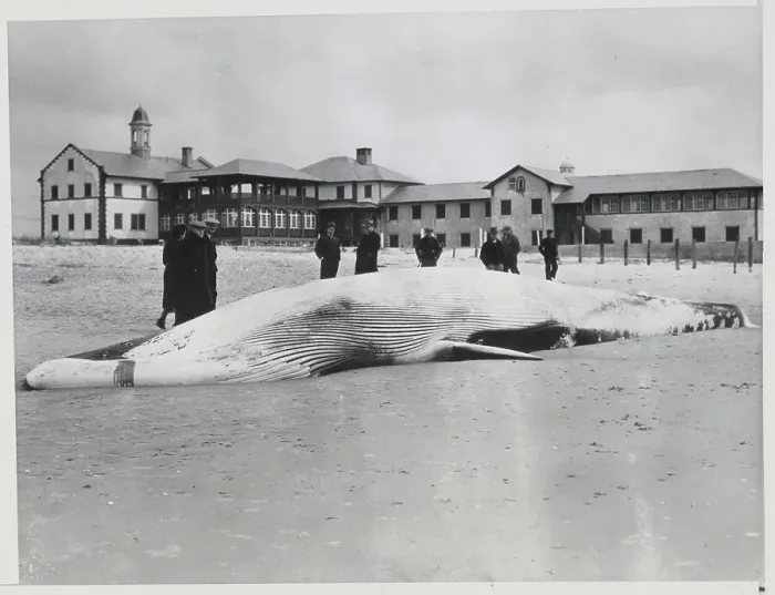 Framed Print : Whale Beached on Shore Framed Print : Whale Beached on Shore