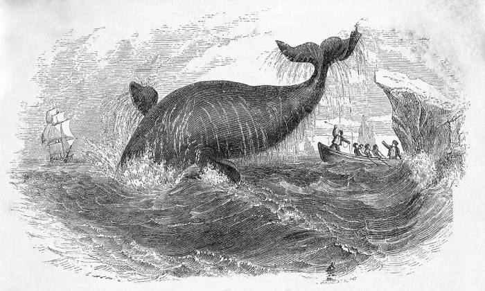 Framed Print : Whale Breeching Framed Print : Whale Breeching