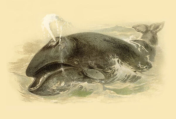 Whale chromolitograph 1888