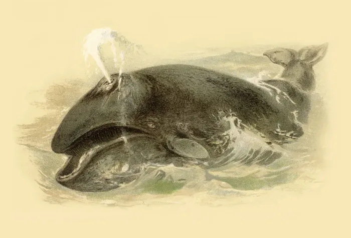 Framed Print : Whale chromolitograph 1888 Framed Print : Whale chromolitograph 1888