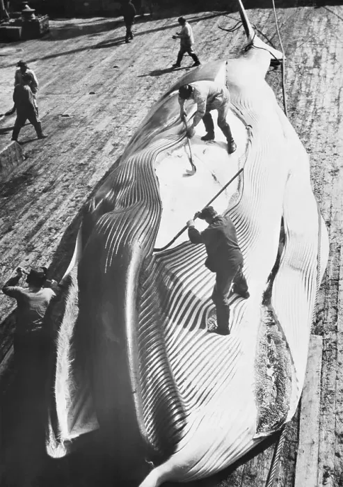 Framed Print : A Whale of a Job Framed Print : A Whale of a Job