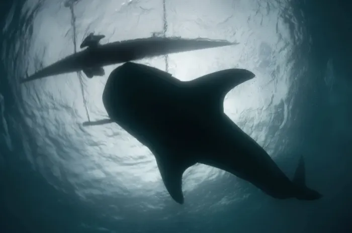 Framed Print : Whale shark Framed Print : Whale shark