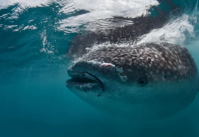 Framed Print : Whale shark portrait Framed Print : Whale shark portrait