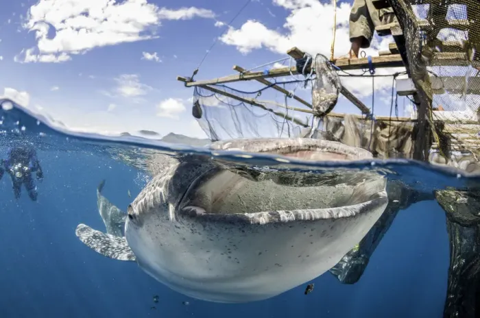Framed Print : Whale shark at the surface Framed Print : Whale shark at the surface