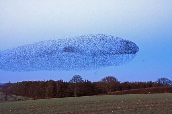 Whale in sky