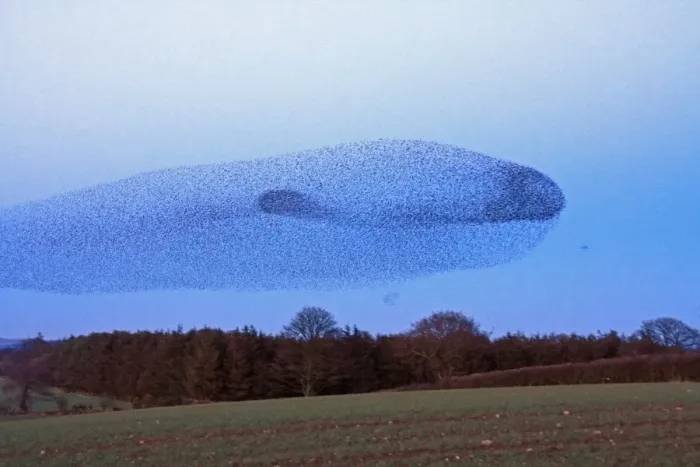 Framed Print : Whale in sky Framed Print : Whale in sky