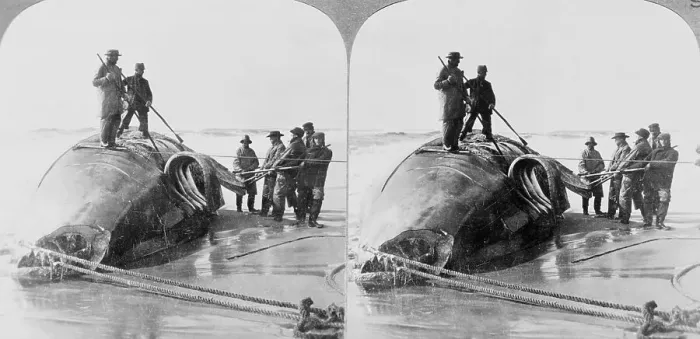 Framed Print : Whalers on Beach with Slain Whale Framed Print : Whalers on Beach with Slain Whale