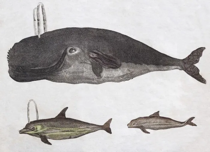 Framed Print : Whales, hand-coloured copperplate engraving from Friedrich Justin Bertuch Picture
