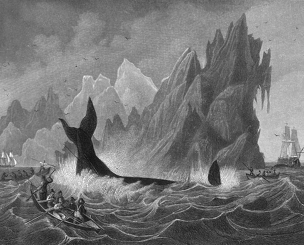 Whaling. An engraving of men in small row boats surrounding a whale a spearing