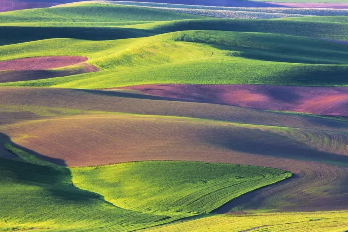 Framed Print : Wheat and fallow fields on hills of Palouse region, Washington State, USA Framed Print : Wheat and fallow fields on hills of Palouse region, Washington State, USA