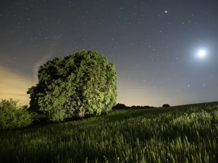 Framed Print : Wheat field with the full moon Framed Print : Wheat field with the full moon
