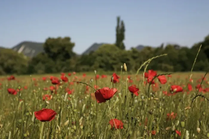 Framed Print : Wheat field with poppies near Le Pegu, Provence, France, Europe Framed Print : Wheat field with poppies near Le Pegu, Provence, France, Europe