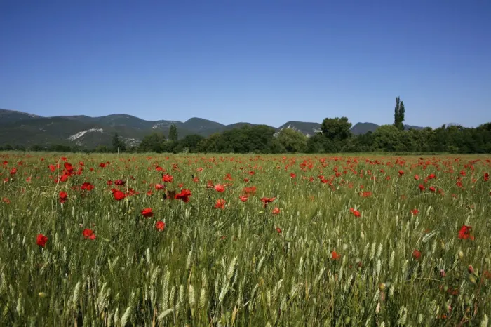 Framed Print : Wheat field with poppies near Le Pegu, Provence, France, Europe Framed Print : Wheat field with poppies near Le Pegu, Provence, France, Europe