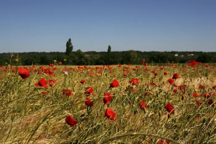 Framed Print : Wheat field with poppies near Le Pegu, Provence, France, Europe Framed Print : Wheat field with poppies near Le Pegu, Provence, France, Europe