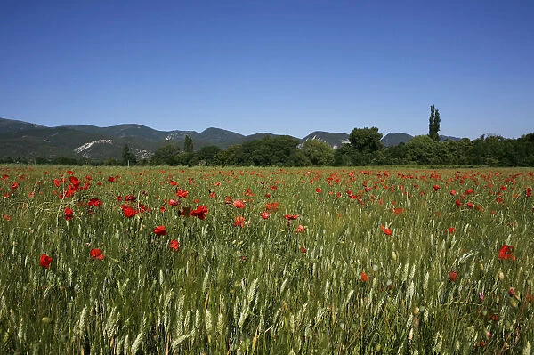 Wheat field with poppies near Le Pegu, Provence, France, Europe