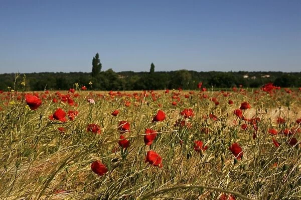 Wheat field with poppies near Le Pegu, Provence, France, Europe
